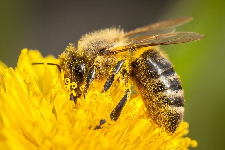 Pollen Covered Honey Bee on Yellow Flower