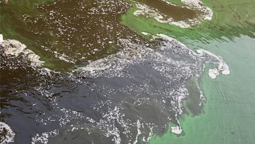 Polluted Water Green Brown