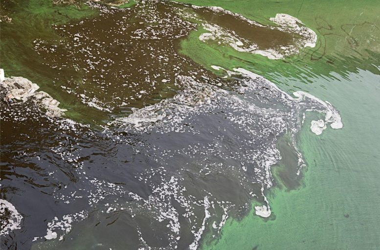 Polluted Water Green Brown