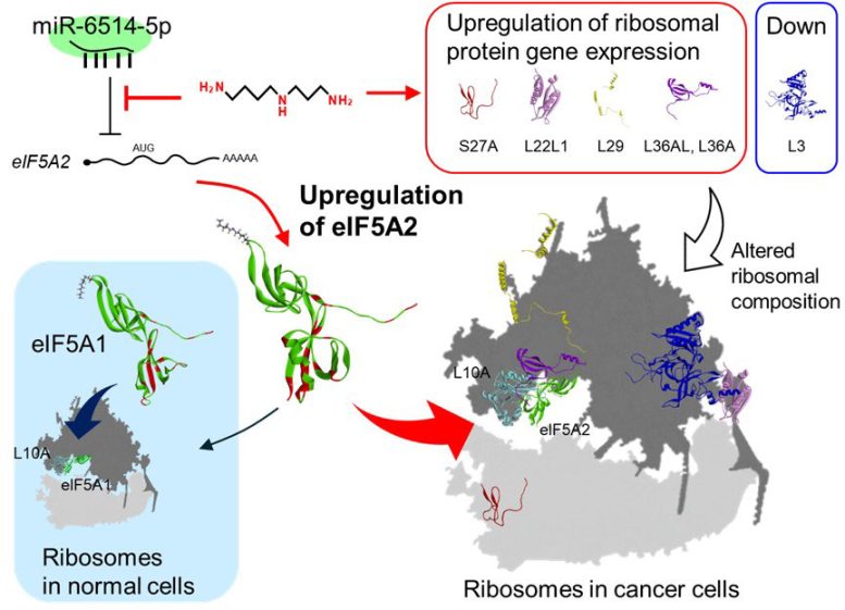 Polyamines and Their Role in Cancer Graphic