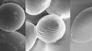 Polymer Scanning Electron Microscopy Images
