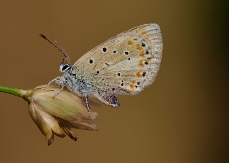 Polyommatus atlantica
