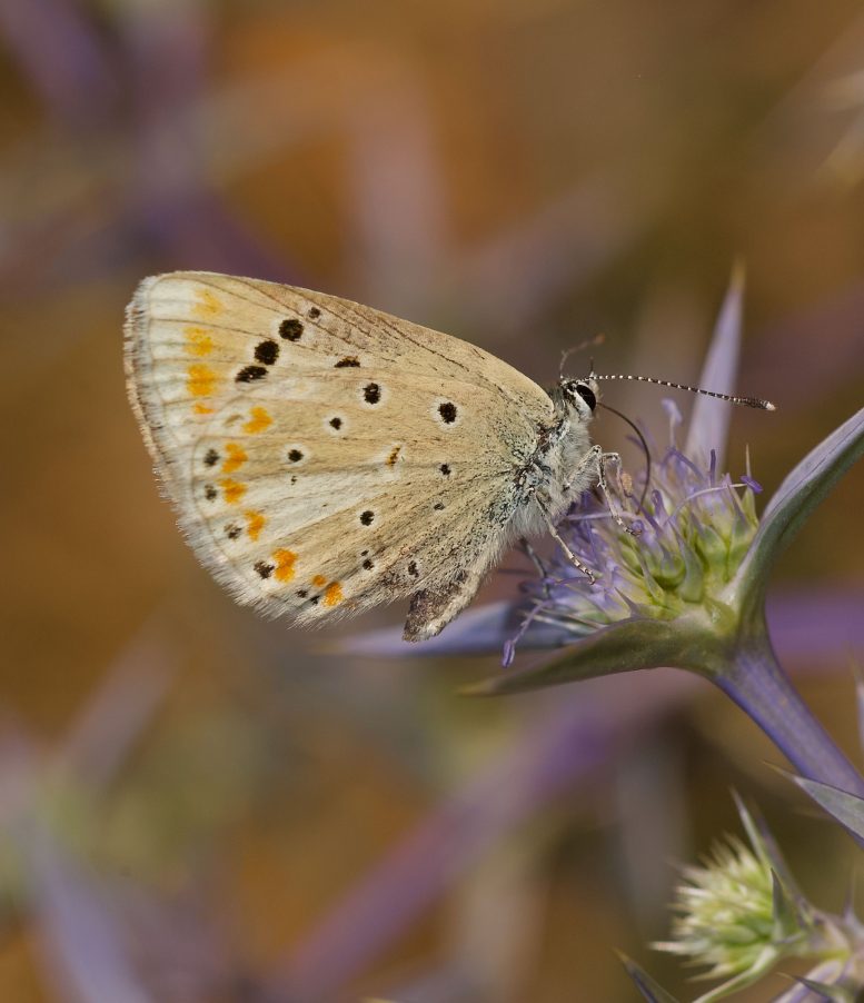 Polyommatus Atlantica na květu
