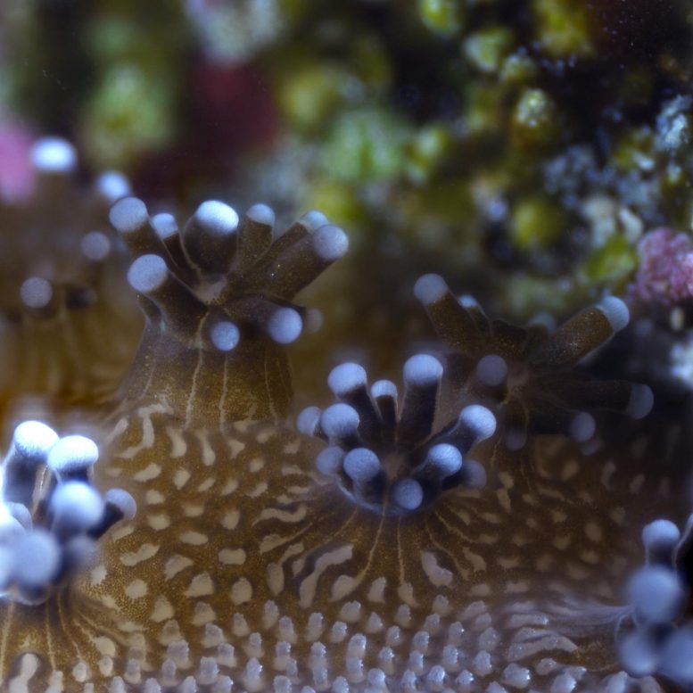 Polyp Stony Coral