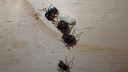 Polyrhachis femorata Ants