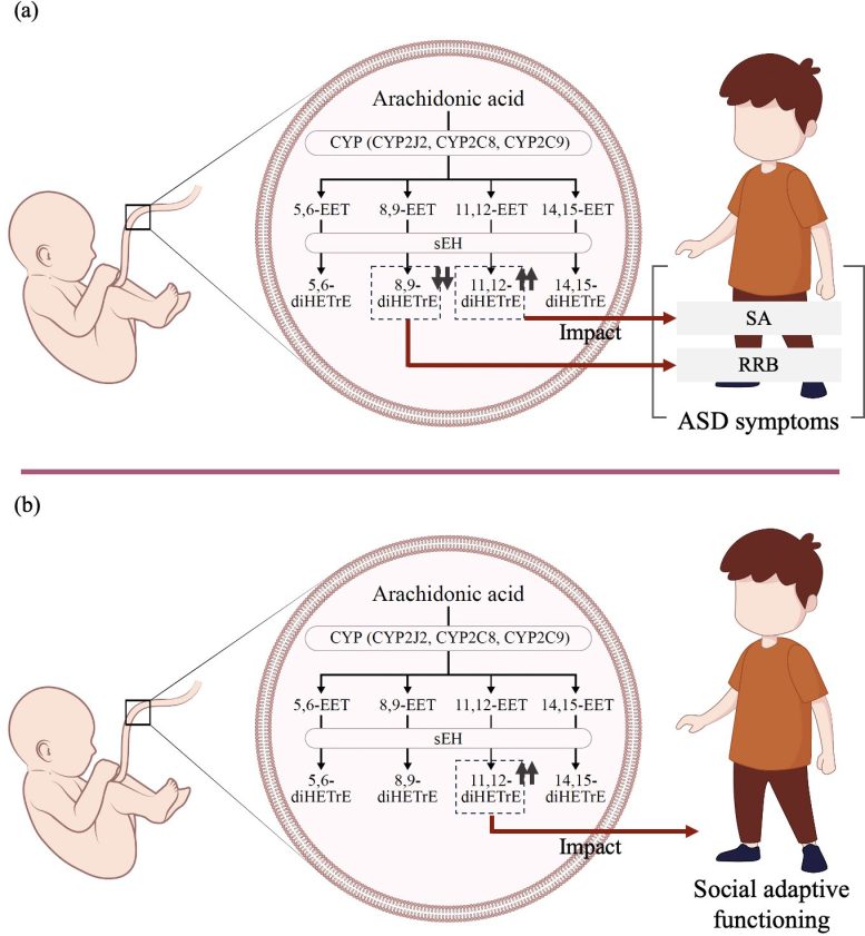 Polyunsaturated Fatty Acids and Its Association With Autism Spectrum Disorder