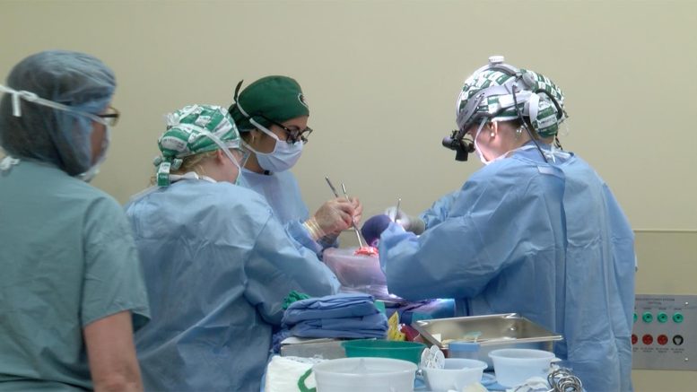 Scientists Successfully Transplant Two Kidneys From a Genetically ...