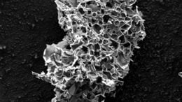 Pores in Micron Scale Particle