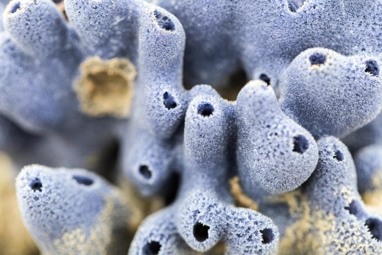 Ancient Sponge Discovery May Rewrite the Origins of Animal Life