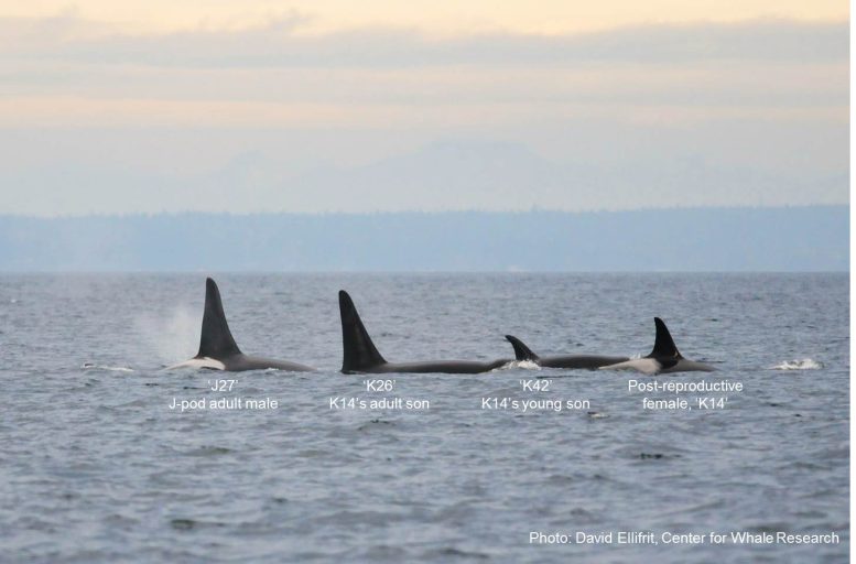 Post Reproductive Mother Killer Whale Leading Her Young Son and Adult Son