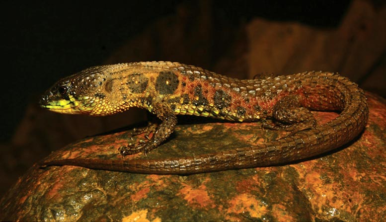 Machine Learning Shows That More Reptile Species May Be at Risk of Extinction Than Previously Thought