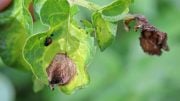 Potato Late Blight Phytophthora Infestans Infection