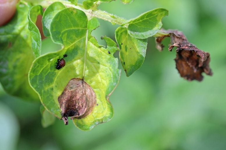 Potato Late Blight Phytophthora Infestans Infection