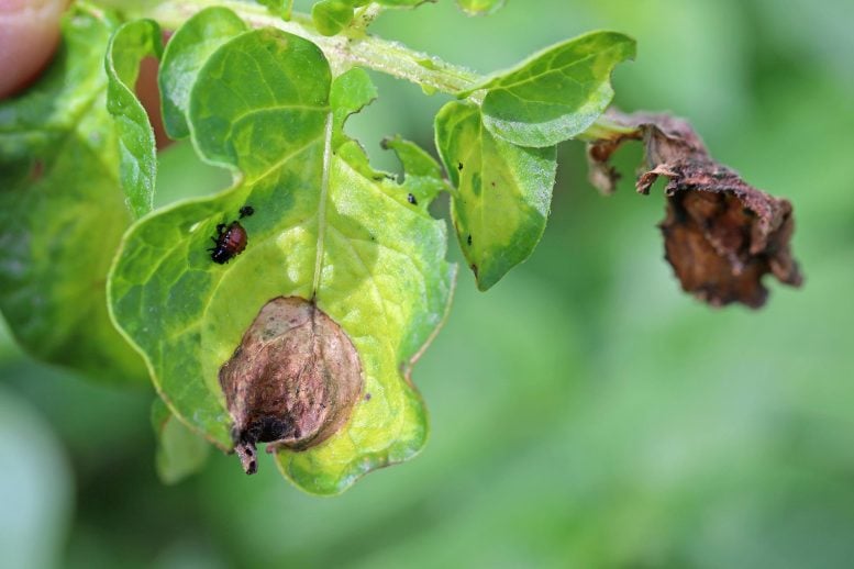 Zakażenie zarazą ziemniaka Phytophthora Infestans