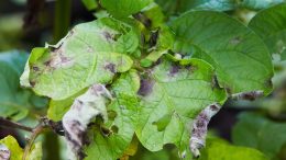 Potato Plant With Phytophthora infestans