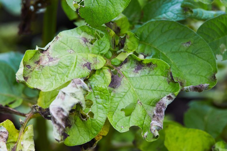 Potato Plant With Phytophthora infestans