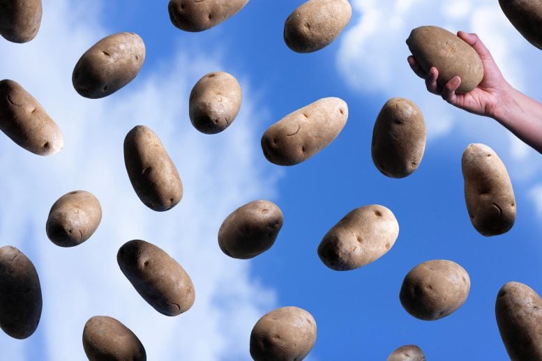 Potatoes in The Sky