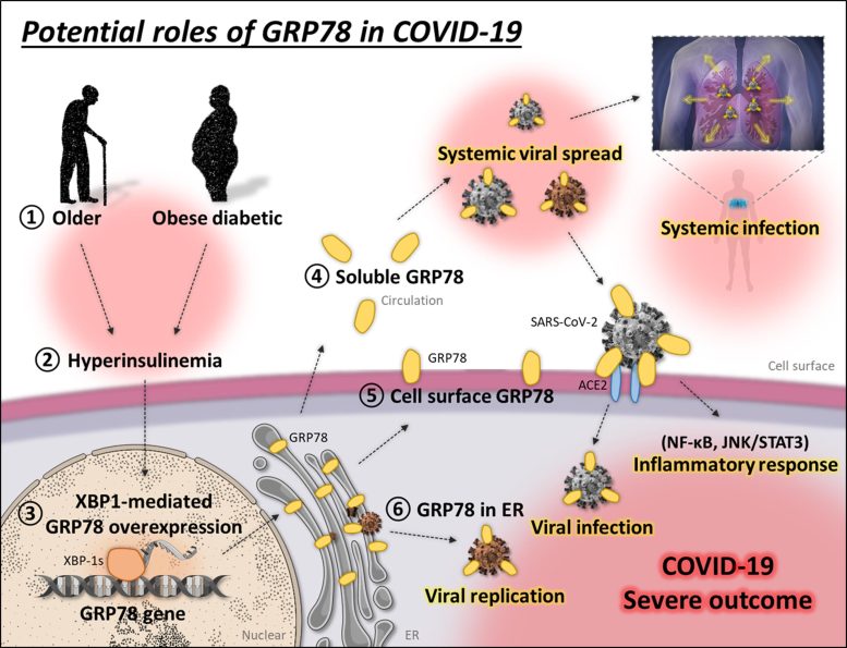 Potential Roles of GRP78 in COVID 19