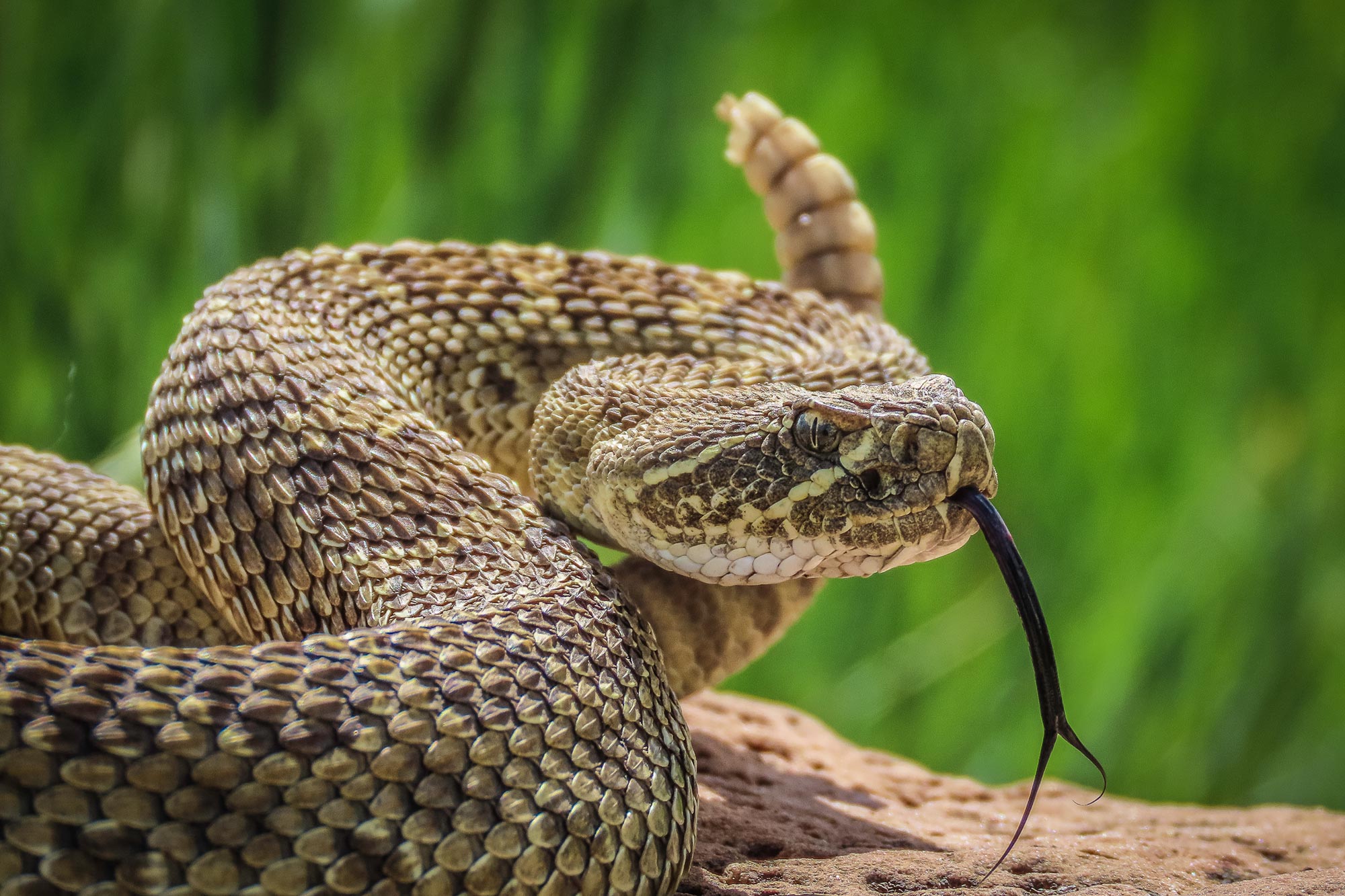 Scientists Debunk Rattlesnake Myth That Fooled Hikers and Doctors for Decades - scitechdaily.com