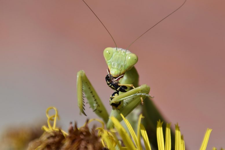 Praying Mantis Eating Wasp