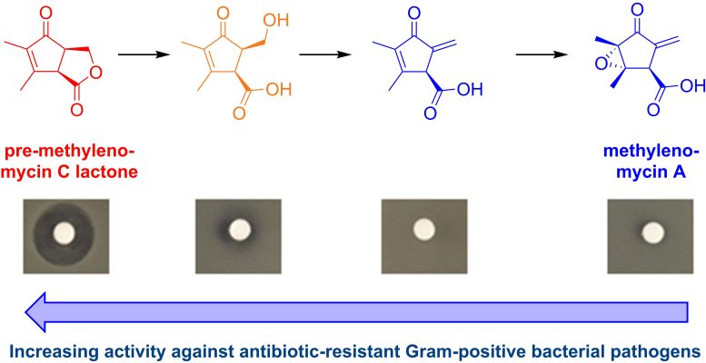 Pre Methylenomycin C Lactone Graphic