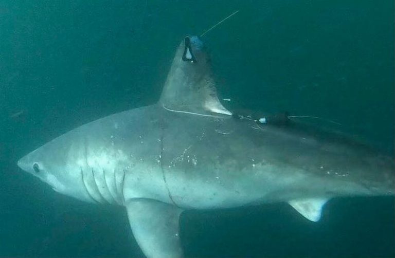 Who Ate the Large Shark? Satellite Data Reveals Shocking Twist