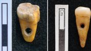 Prehistoric Human Teeth Used as Pendants