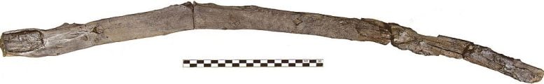 Prehistoric Wooden Digging Stick From Marathousa