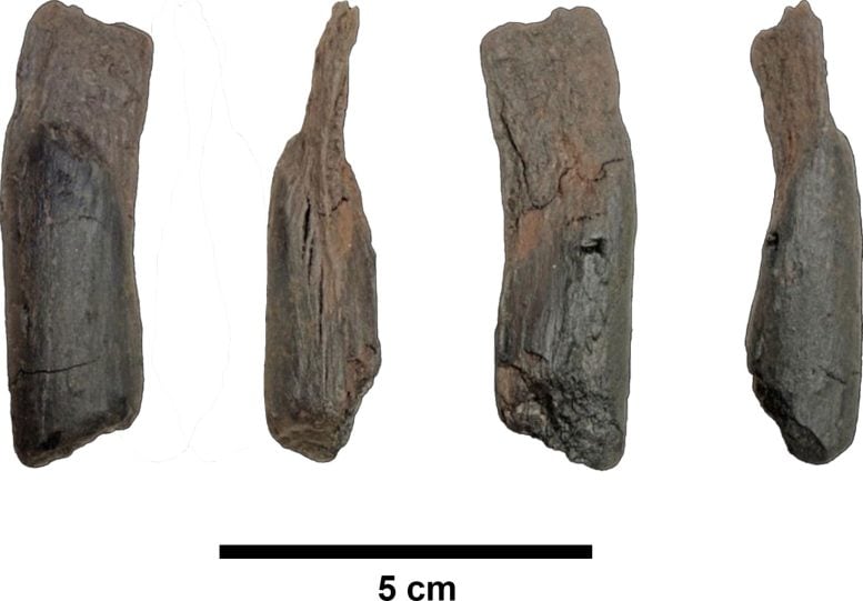 Prehistoric Wooden Tool From Marathousa Site