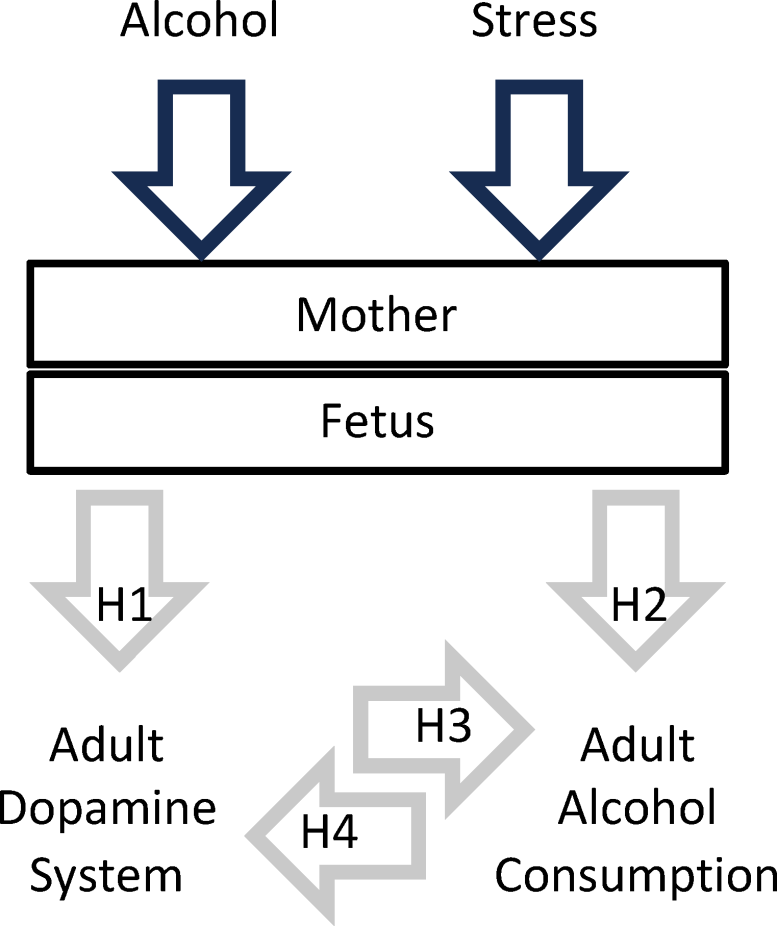 Prenatal Alcohol and Stress Exposure Paradigm