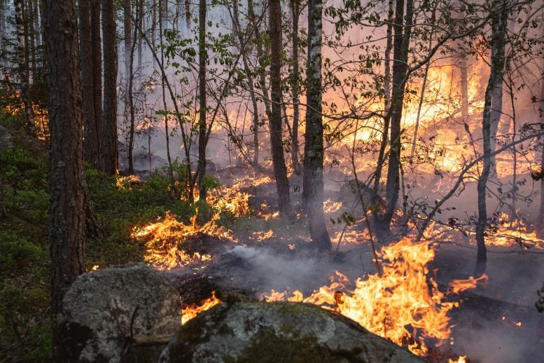 Prescribed Burn Småland Sweden