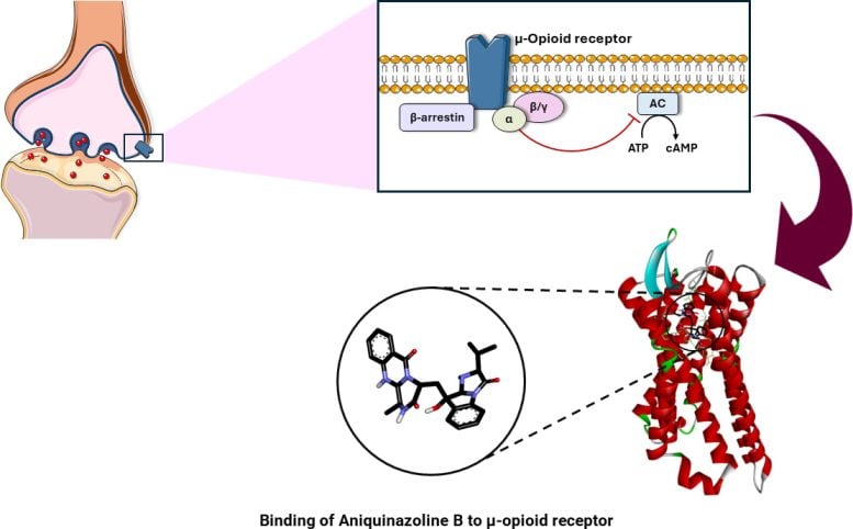 Presentation of the Binding of Aniquinazoline B to an Opioid Receptor
