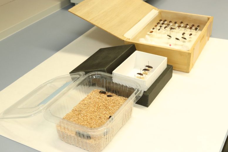 Preserved Tenebrio molitor Specimens