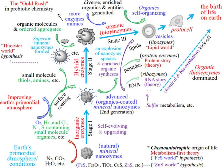 Presumed Chemical Origin Route and Evolutionary Family Tree of MN Zymes