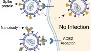 Preventing SARS-CoV-2 Infections With Nanobodies