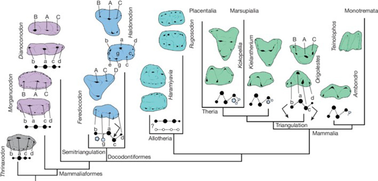 דפוסי שיניים ראשוניים של צורות יונקים בתוך המסגרת הפילוגנטית