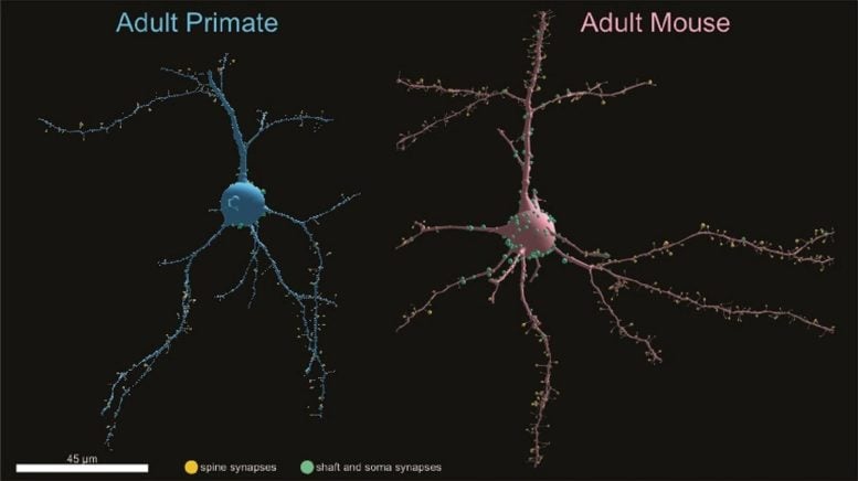 Primate and Mouse Neurons