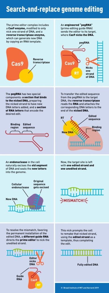 Prime Genome Editing Infographic
