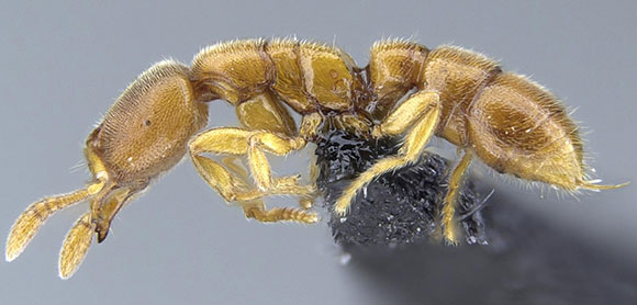 Tiny Dracula Ants: New Species of Subterranean Hunters