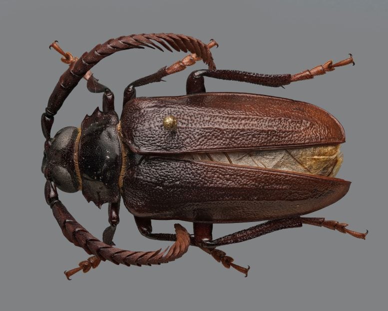 Prionus imbricornis