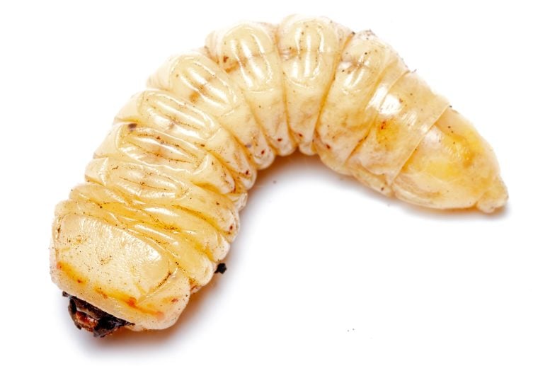 Prionus imbricornis Larva