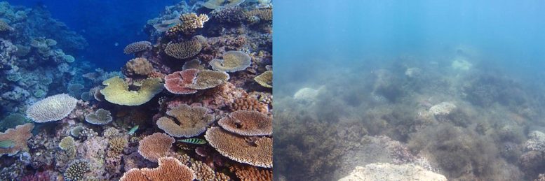 Imagem composta de coral puro e coral eutropohiado