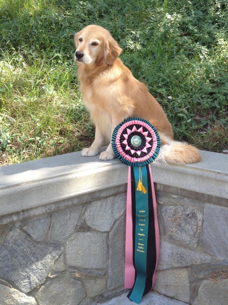 Prize Winning Golden Retriever