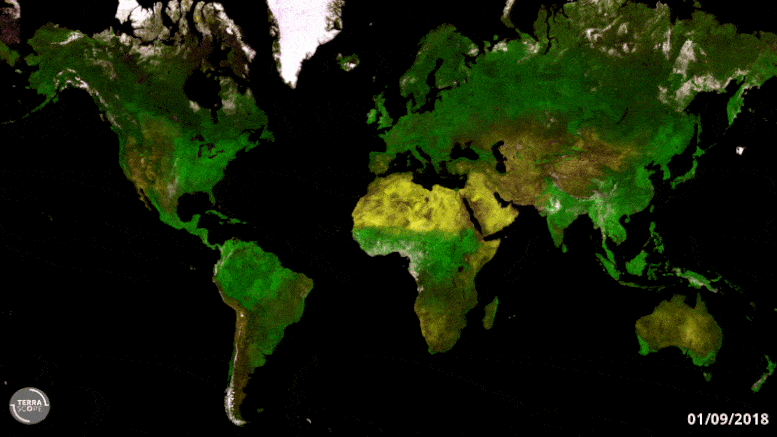 Proba-V Global Vegetation Timelapse