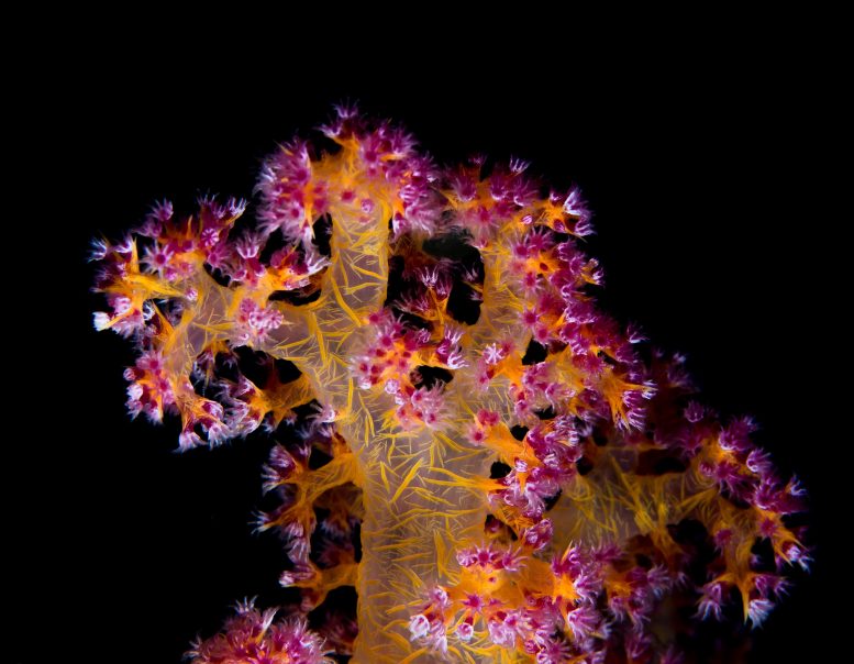 Probiotic Bacteria Boost Survival of Corals