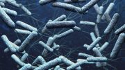 Probiotic Bacteria Diagnose, Prevent, and Treat Infections