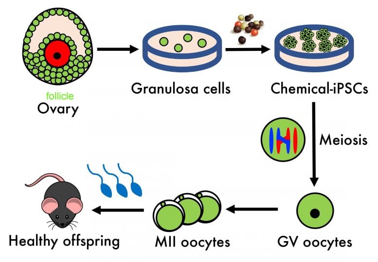 Process Generating Offspring from Granulosa Derived Eggs