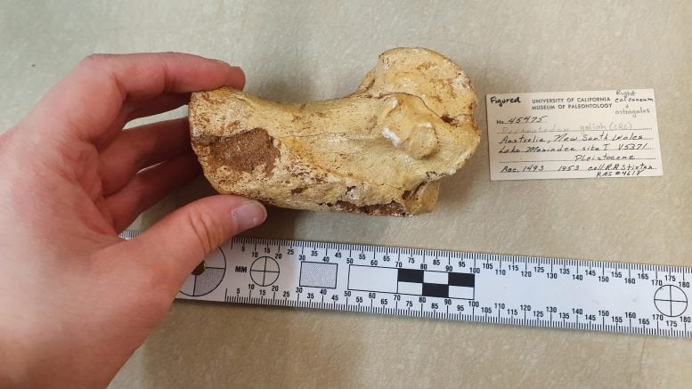 Procoptodon goliah Heel Bone