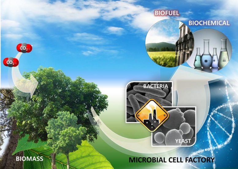Producing Biofuels Using Microorganisms