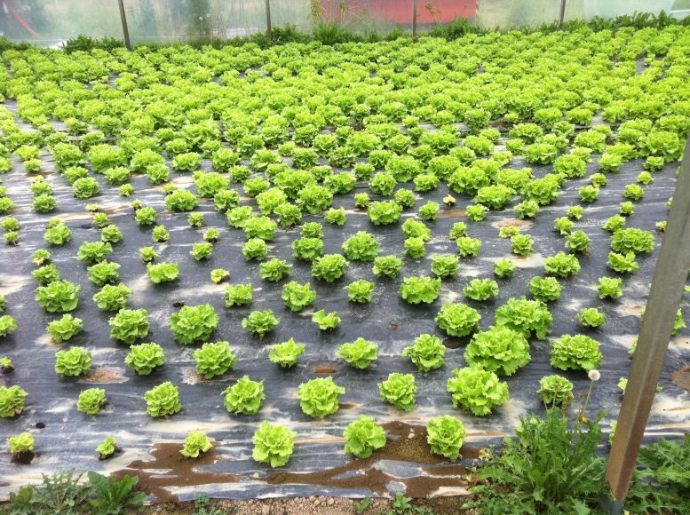 Productive Lettuce Yield Using New Biodisinfestation Method